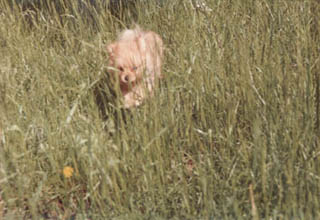 Spike lost in the grass